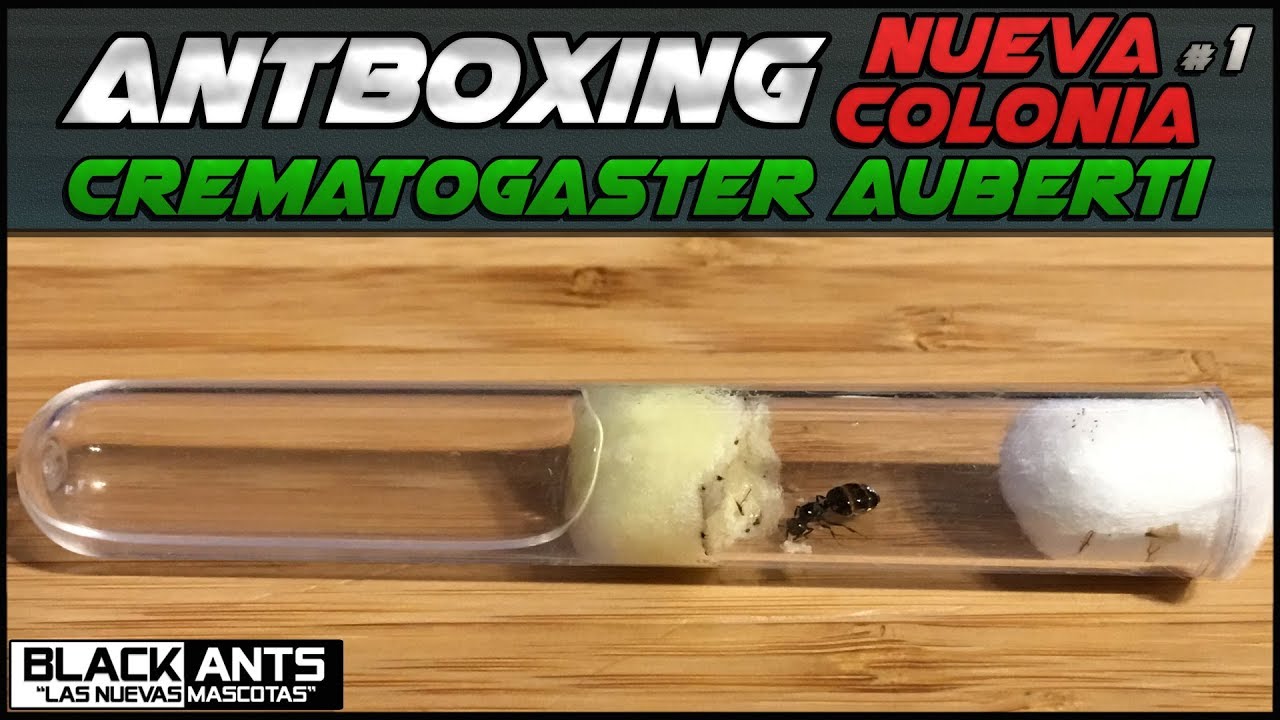 ANTBOXING NUEVA COLONIA: CREMATOGASTER AUBERTIS