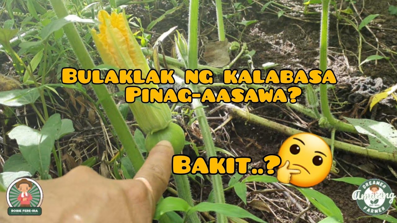 BAKIT KAILANGAN ANG PAGPAPA-ASAWA SA MGA BULAKLAK NG KALABASA?🌱🌿🎃 | AMAZING DREAMER 