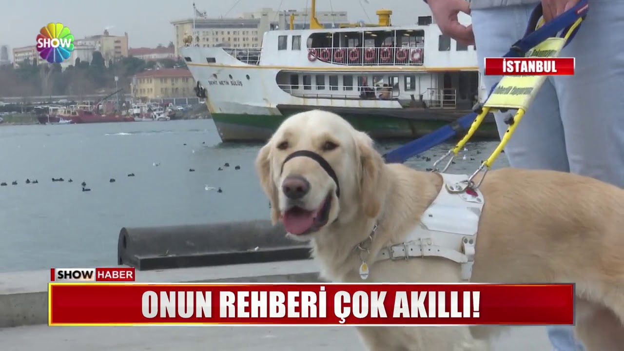Onun rehberi çok akıllı!