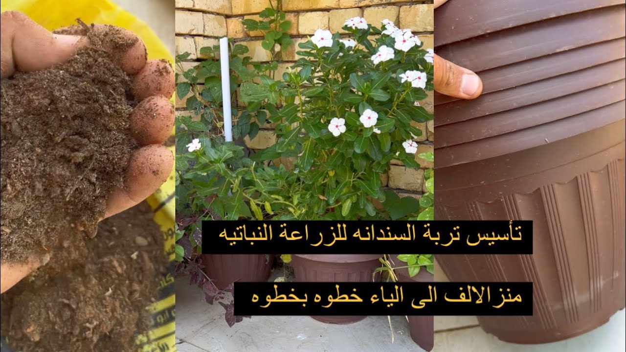 الزراعة بالسنادين او الاصايص وتأسيس التربة المثالية لنجاح النباتات بداخل السندانه خطوه بخطوه