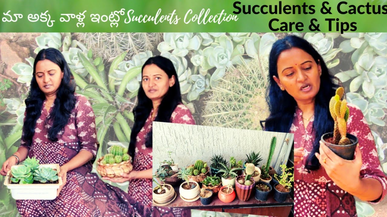 Succulents & Cactus @ My Sister's House | Succulents Care & Tips | myself sailaja