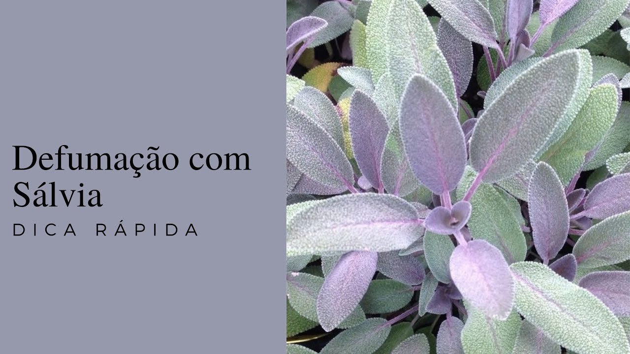 Defumação com Sálvia - Dica Rápida