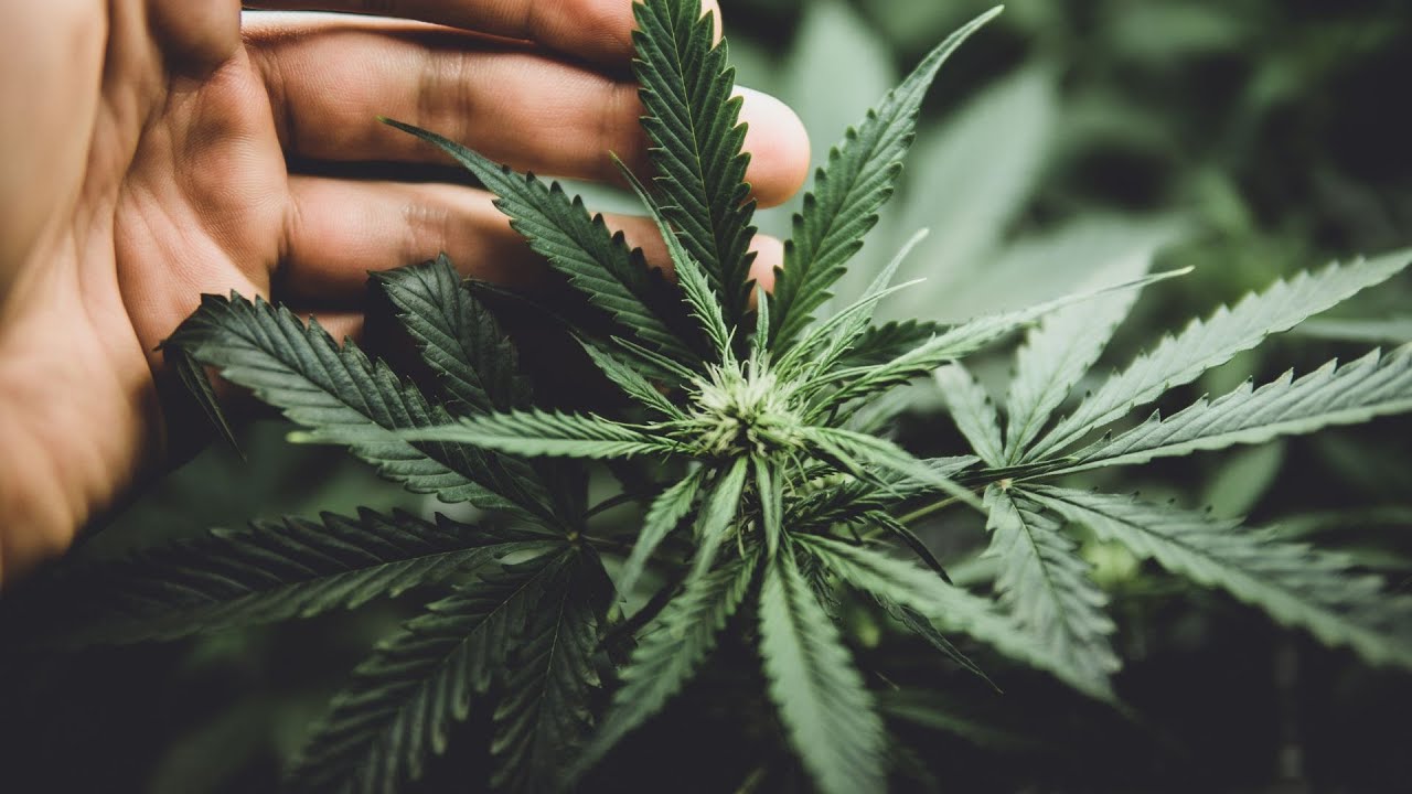 How to Defoliate Cannabis: Expert Tips from Northern Scrogger
