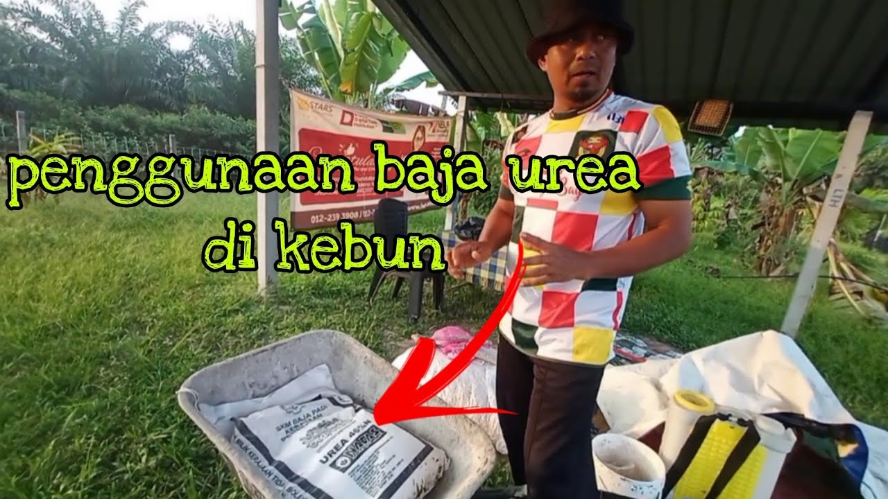 [Episod782] penggunaan baja urea kepada pokok di kebun. biaq hijau sikit daun tu..