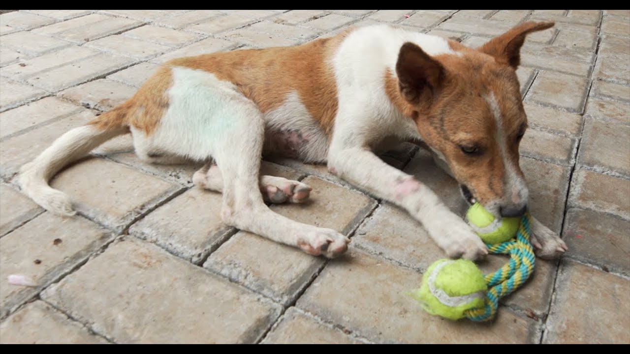50+ Indonesian dogs rescued from the dog meat trade settle in an emergency shelter