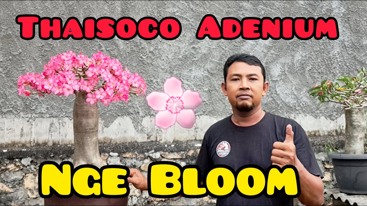 ADENIUM THAISOCO NGEBLOOM 🌸