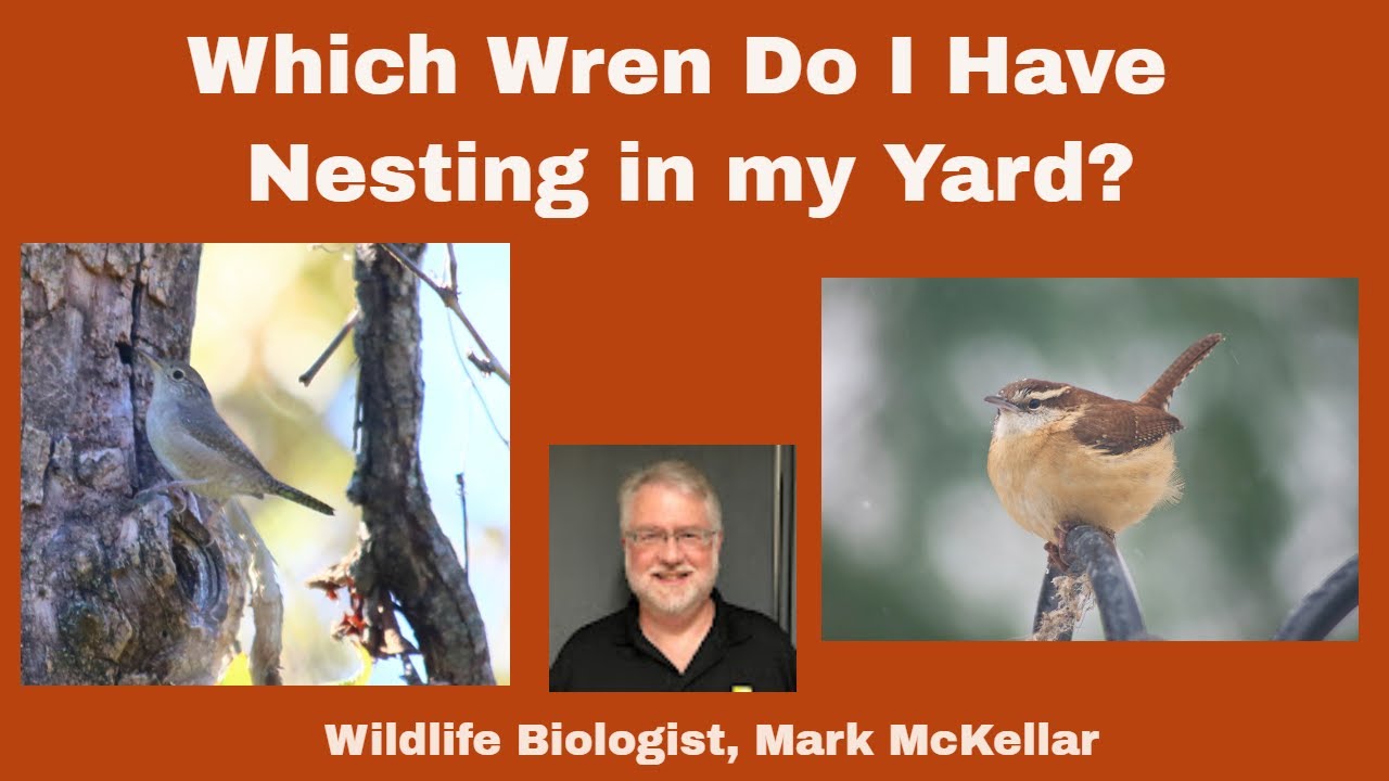 Which Wren Do I Have Nesting In My Yard?