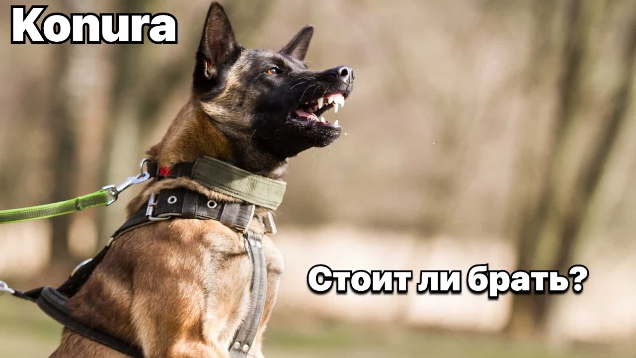 Почему не стоит заводить малинуа