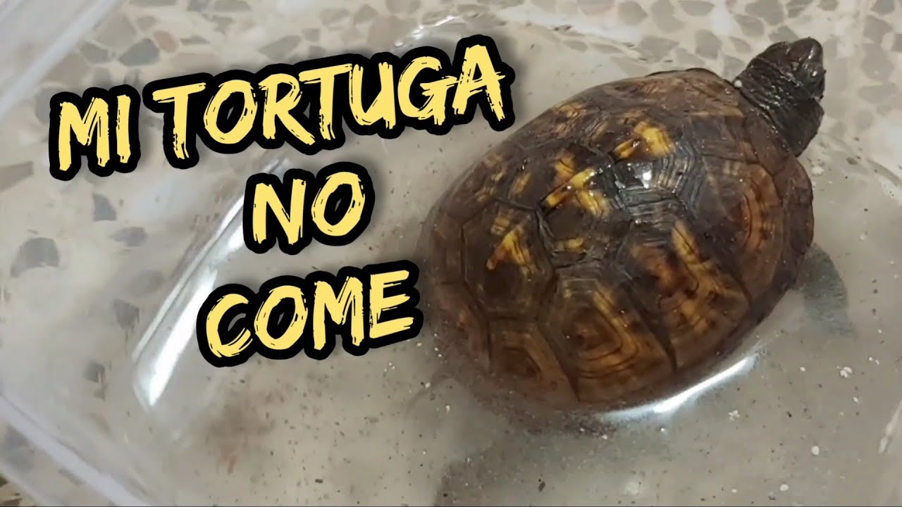 Mi tortuga no quiere comer que hago, Tratamiento