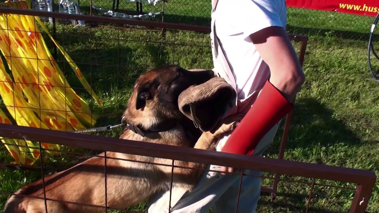 Belgian Ring with malinois in LT part2