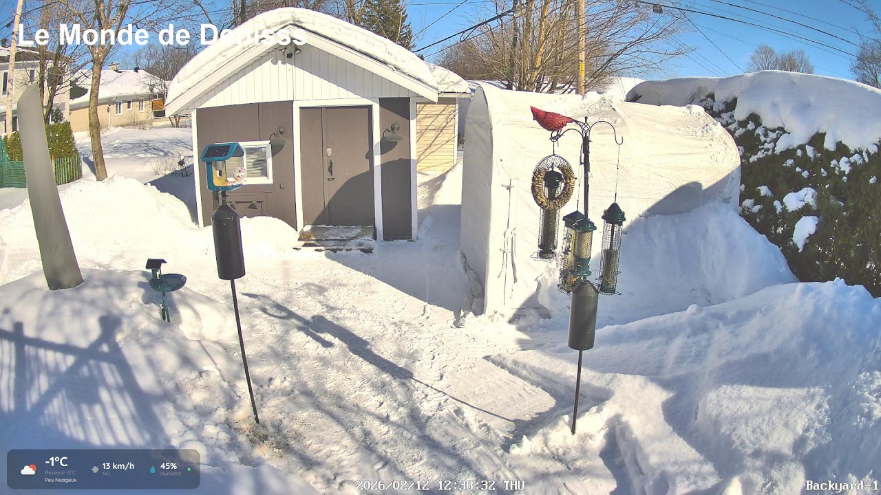 Le Monde de Denisss, Oiseaux en direct de Québec!