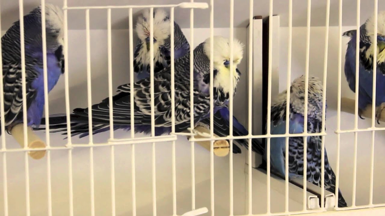 R & M Miller budgerigars