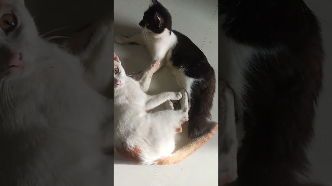 Rocky and maara is cute cat video
