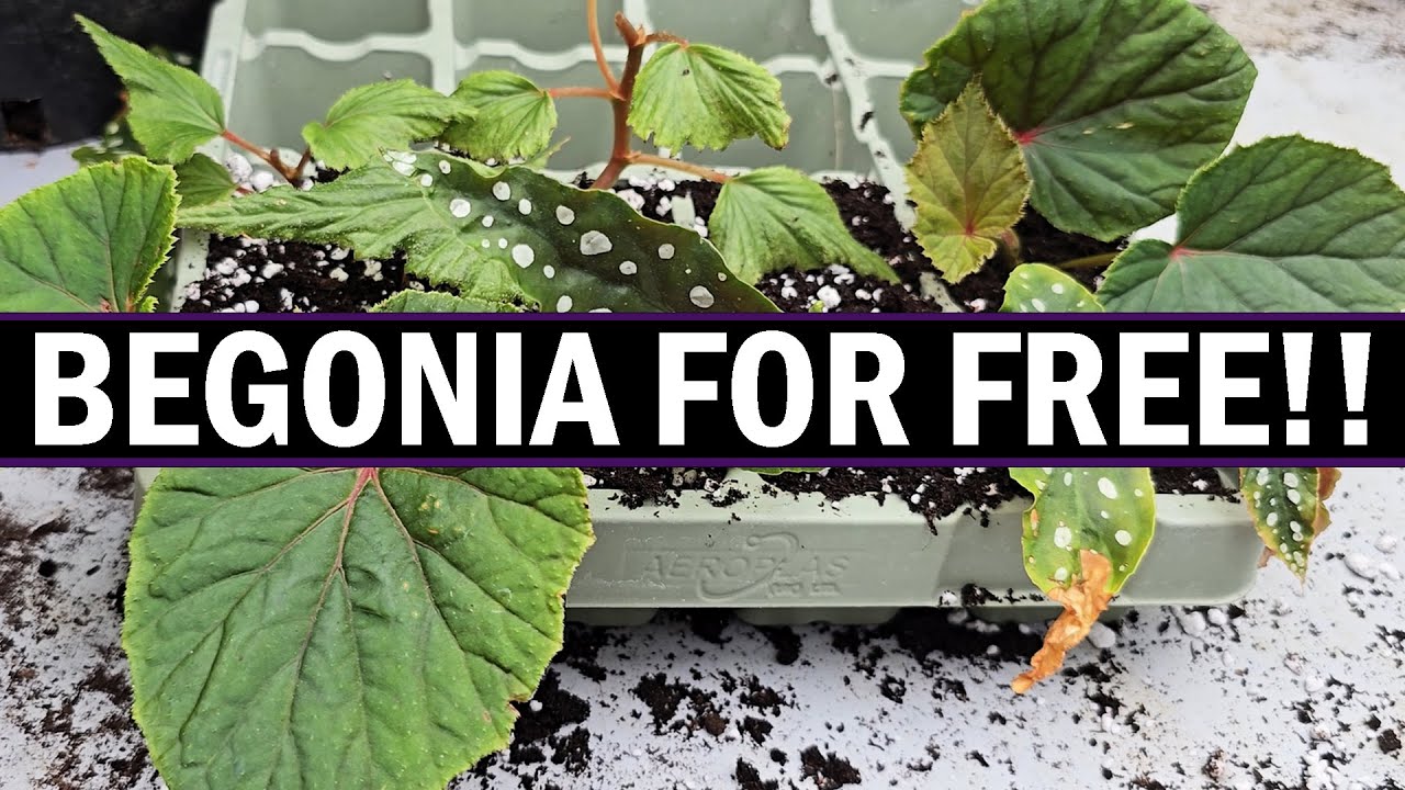 How to propagate Begonia from cuttings in compost and water
