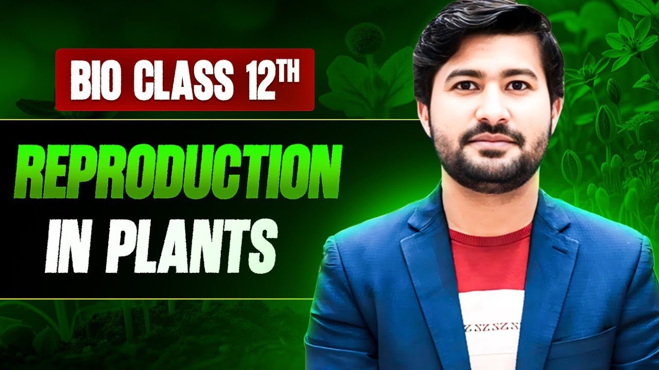 Reproduction in plants | Alternation of generation | life cycle of Pinus class 12