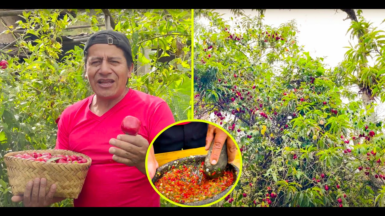 Cosecha y Preparado de Chile o Ají.