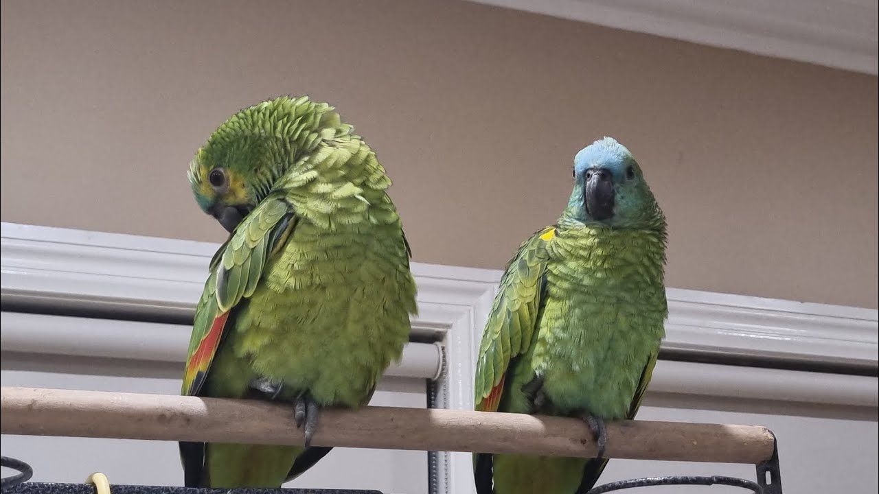Cute amazon parrots such noisy birds #amazon #talkingparrots 