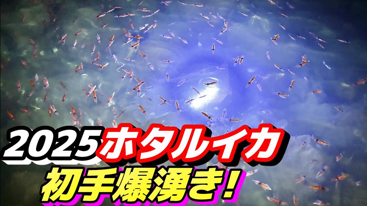 富山湾の神秘！ホタルイカの身投げを見に行ったら凄いことに！？ホタルイカ掬いが最高すぎた！