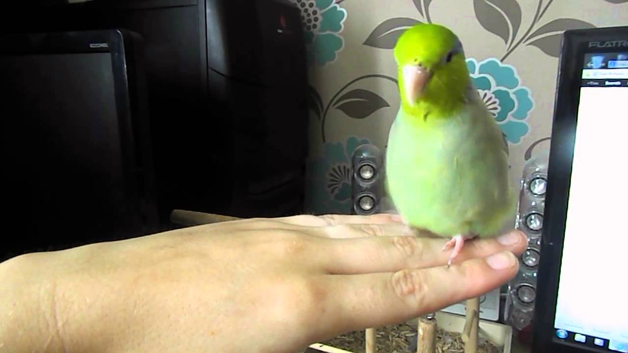 parrotlet talking dancing and giving lots of kisses !
