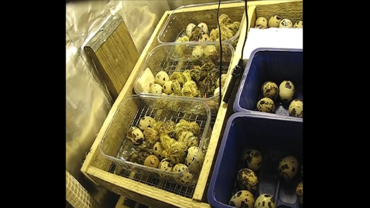Вылупление перепелов. hatching quail