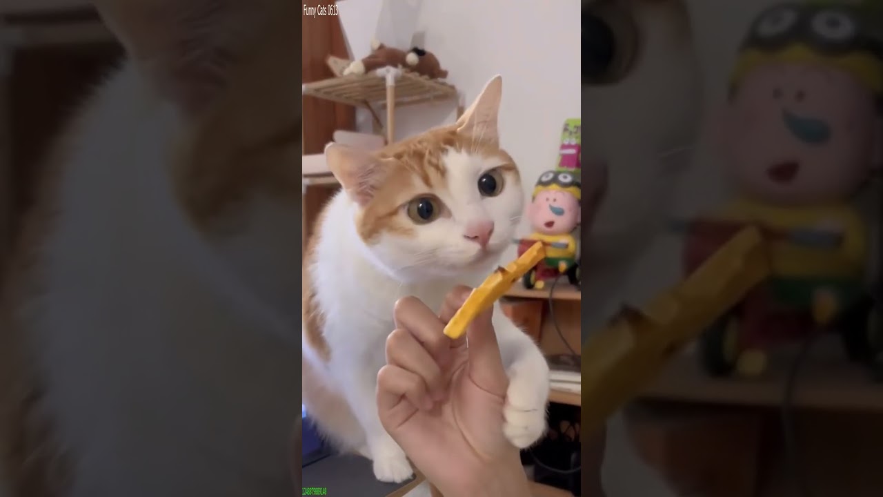 Cat videos ❤️ funny cats meme 🐈‍⬛ # Ep 5551