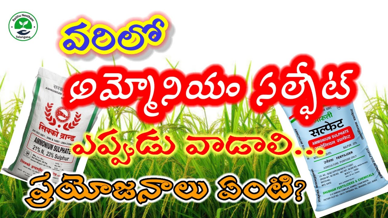 వరిలో అమ్మోనియం సల్ఫేట్ ఎప్పుడు వాడాలి.. ప్రయోజనాలు ఏంటి? | #agriculture | Raithu Nestham Telangana 