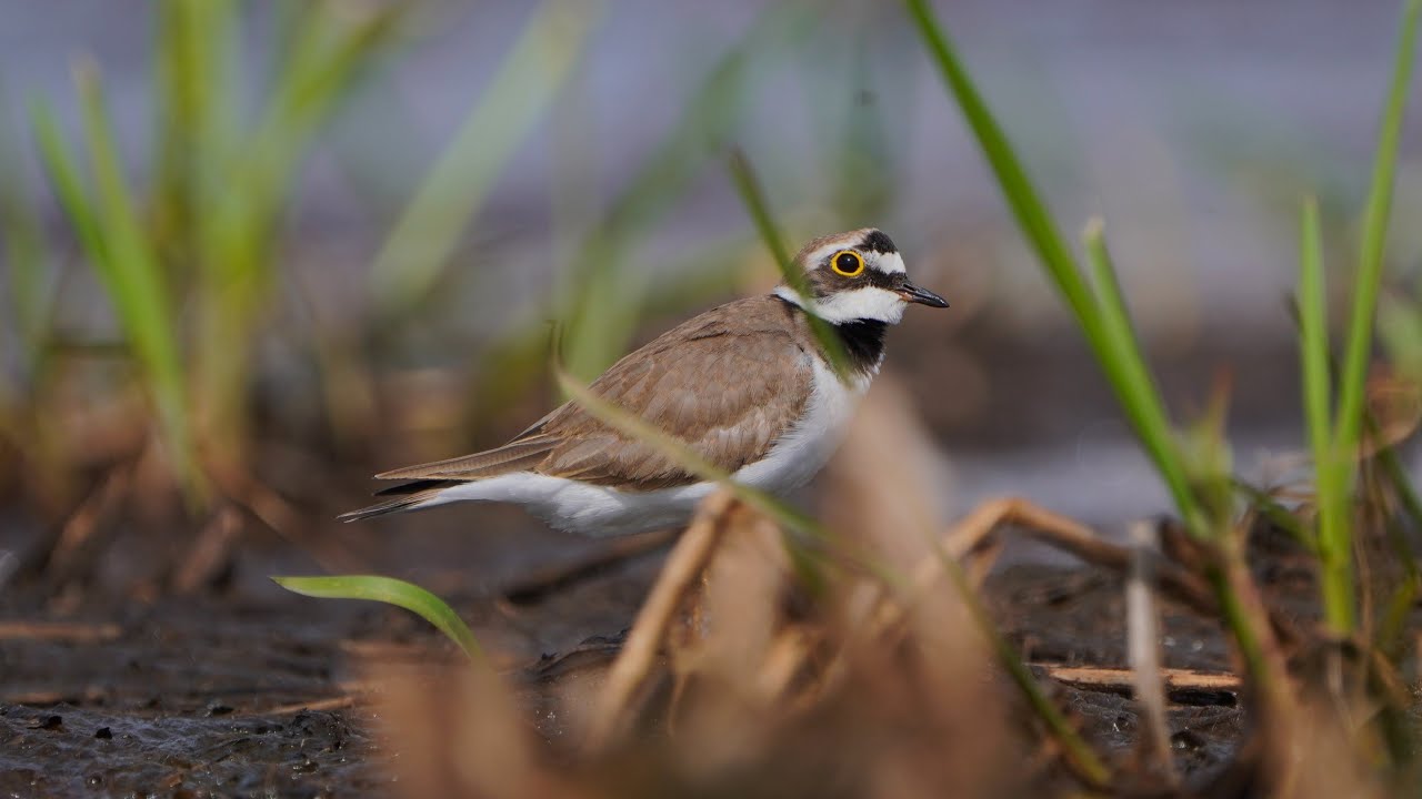 4K Sieweczki z rozlewiska łęczak&oacute;w / Plovers from wood sandpipers' bog / Charadrius dubius