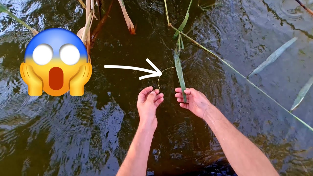 ПРОВЕРЯЮ ЛОВУШКИ (ПЕРЕМЕТЫ) НА АМУРА В СТОЯЧЕЙ ВОДЕ 😏 