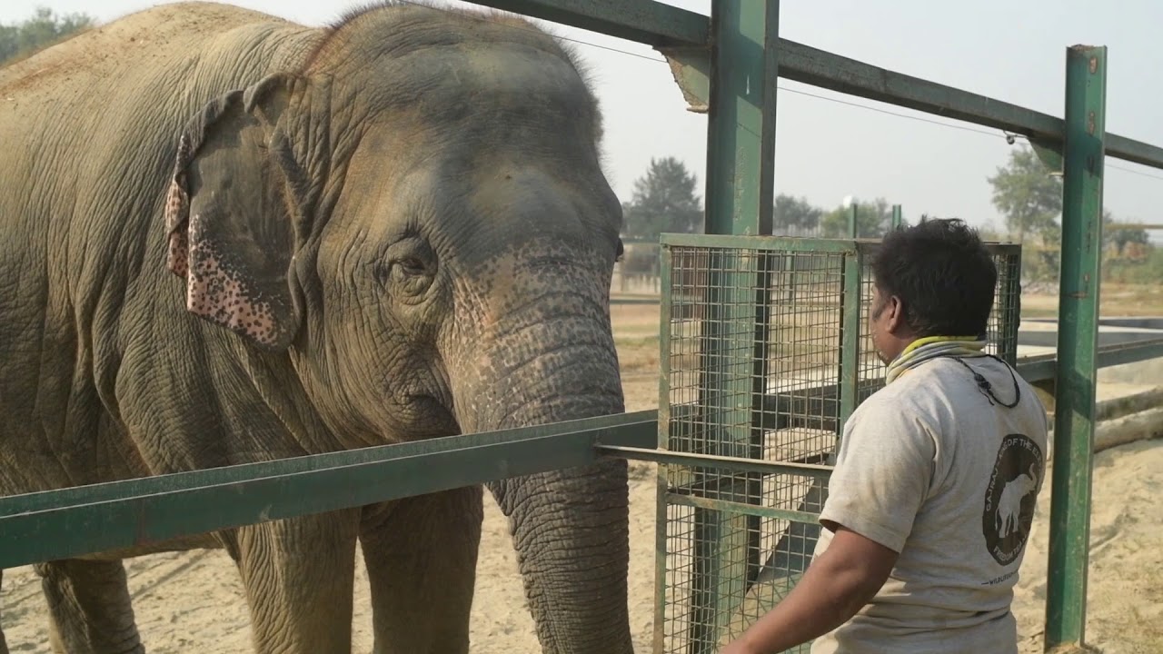 Priyanka Elephant's First Interaction With Laxmi!