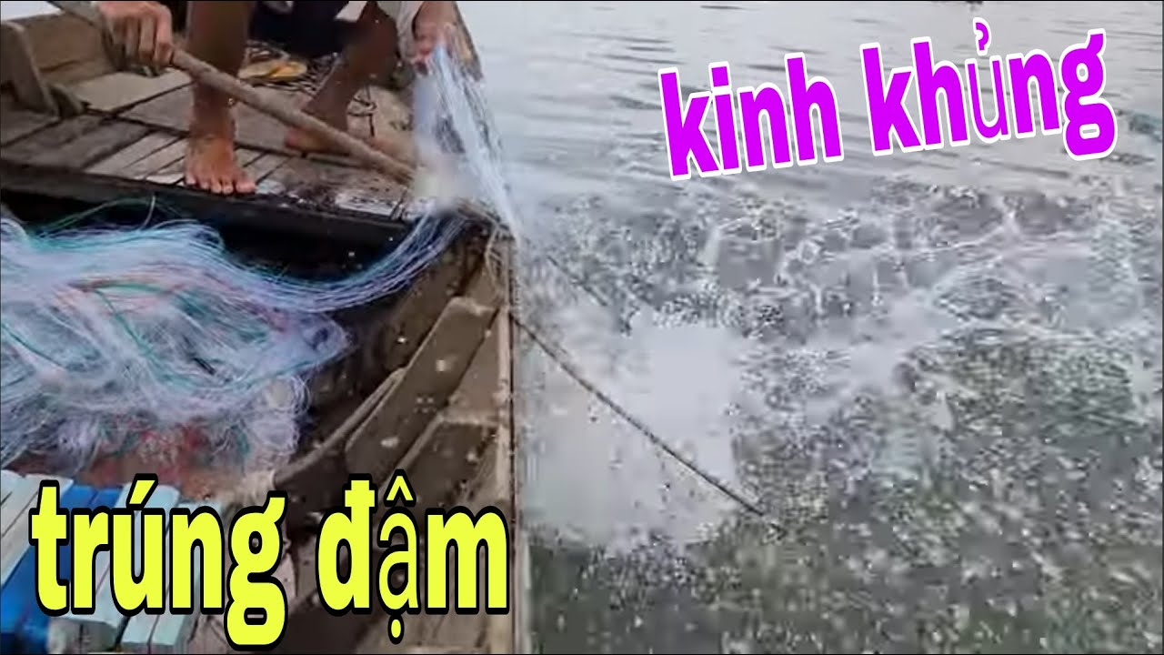 Ông Tám Run Tay Khi Liên Tiếp Dùng Vợt Xúc Mấy Con Thủy Quái Sông Tiền # SĂN BẮT ĐỒNG THÁP #