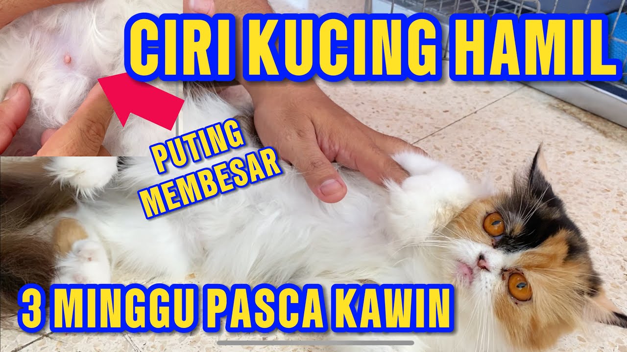 CIRI KUCING HAMIL | 3 MINGGU SETELAH KAWIN TERAKHIR #kucinghamil