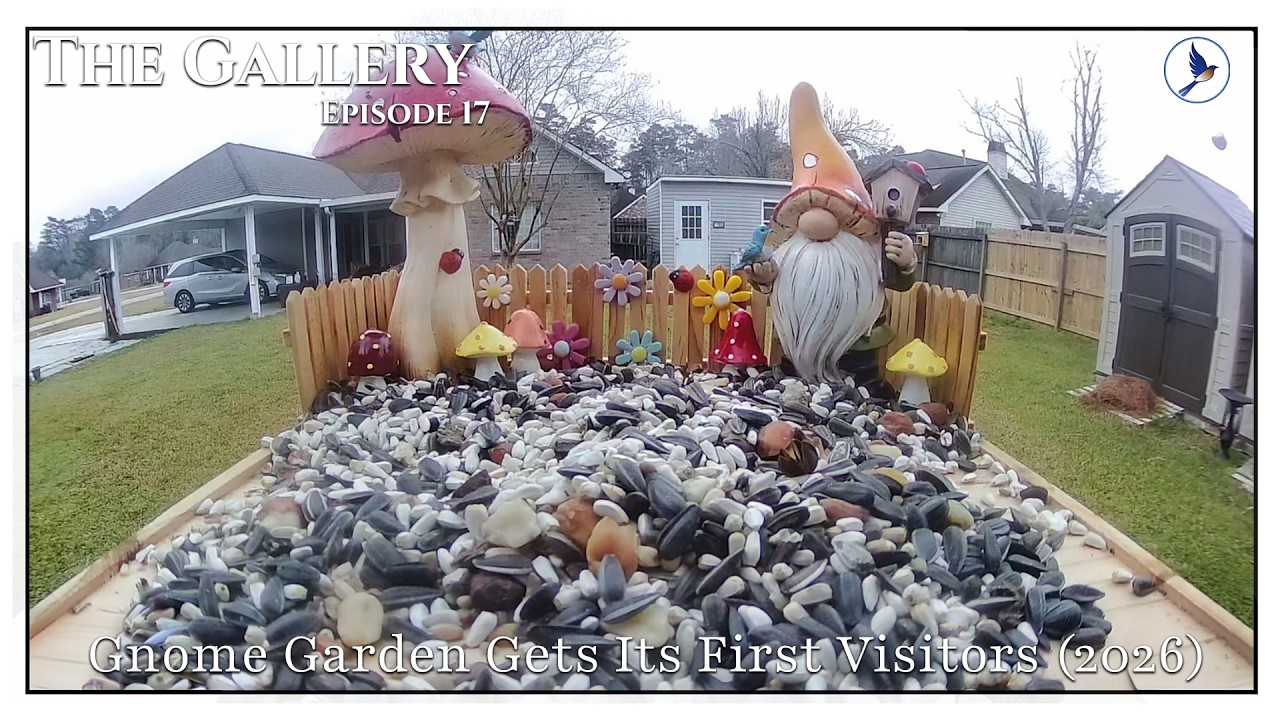 The Gallery | Episode 17 – Gnome Garden Gets Its First Visitors (2026)