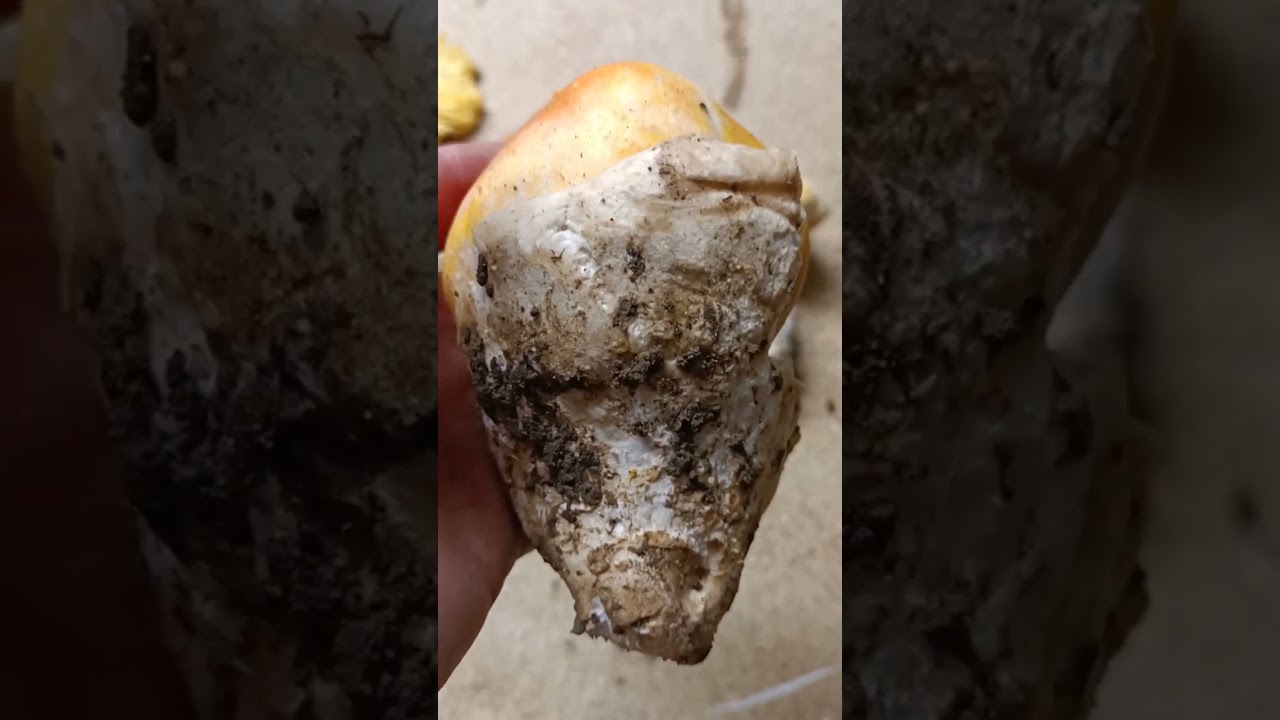Amanita ceasarea Alsace  21 septembre 2025