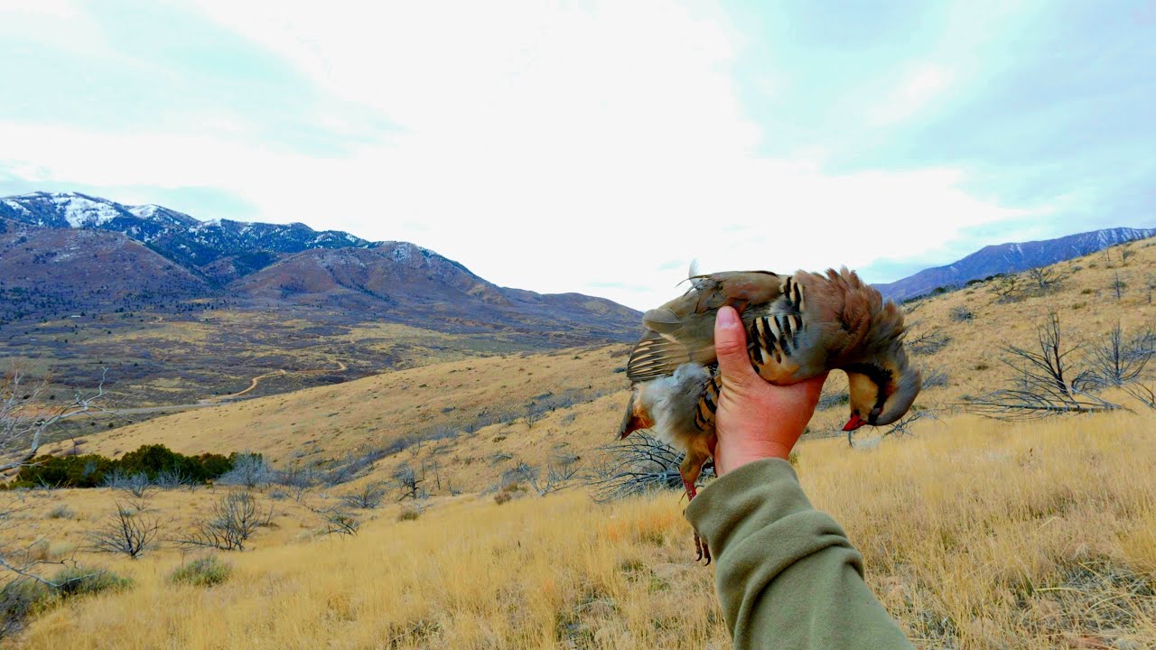 First bird over a Kenai point!!!