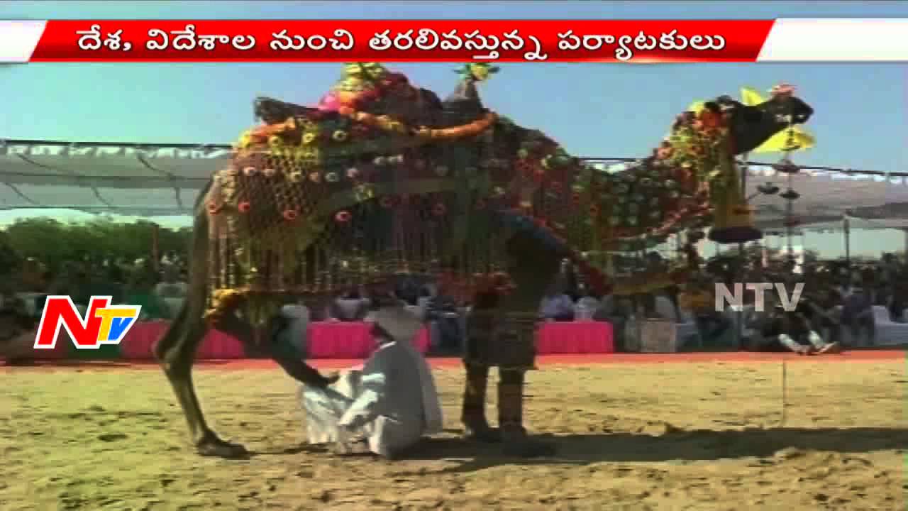 International Camel Festival in Bikanur - NTV