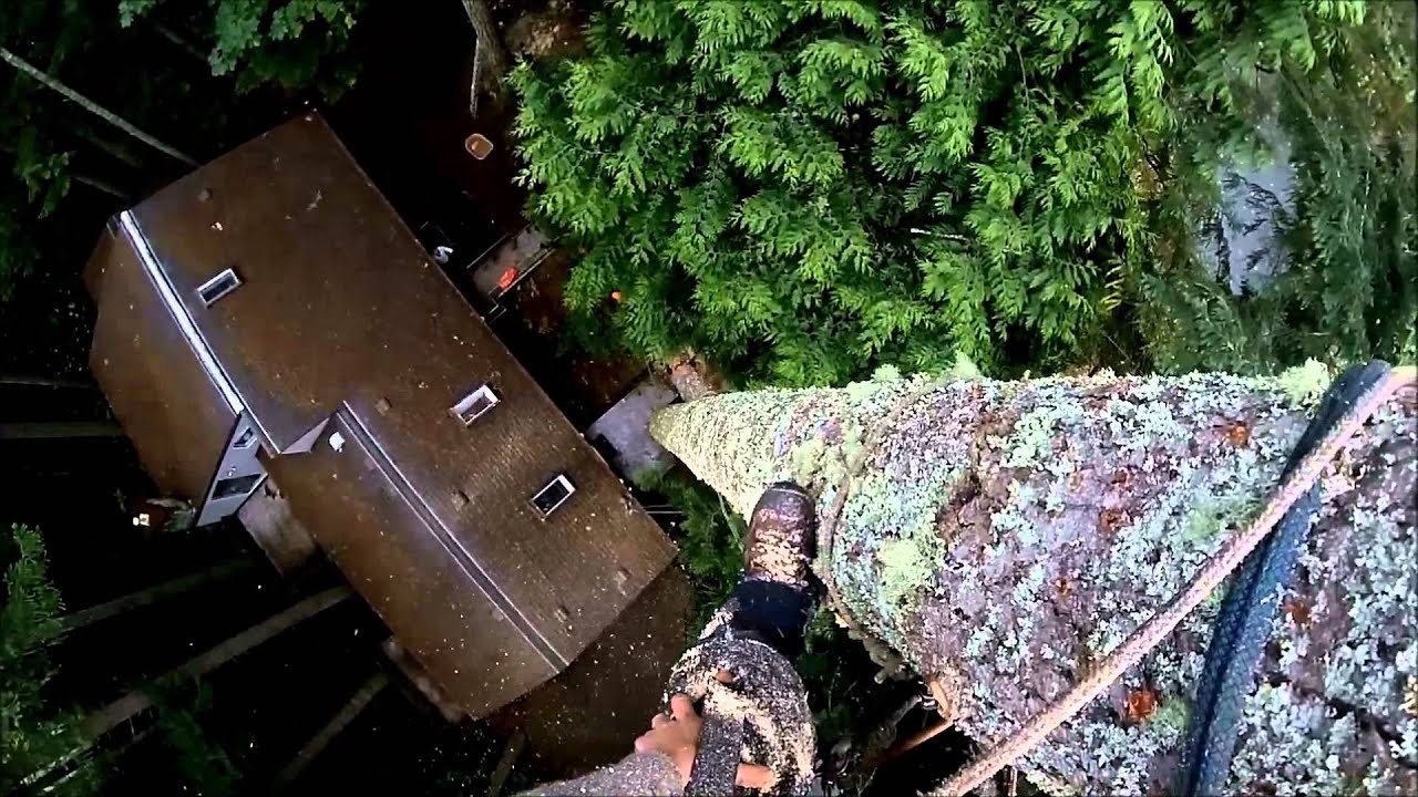 Tall Douglas Fir Rigging. HD. Tree services Victoria BC