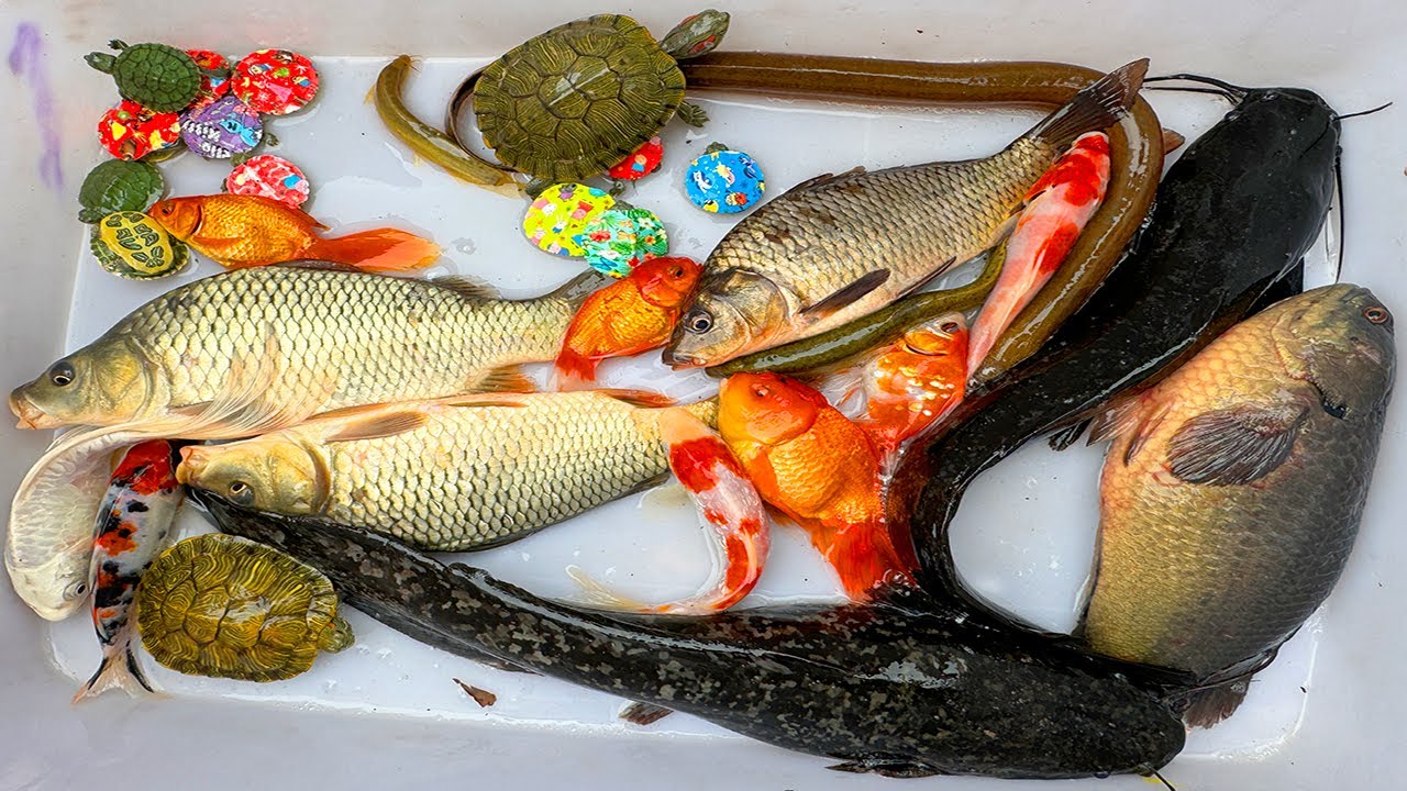 Kem Chanel lái công nông bắt cá ở chum cá chép, cá trê, cá vàng, rùa con, axolotl, cá molly, cá rô