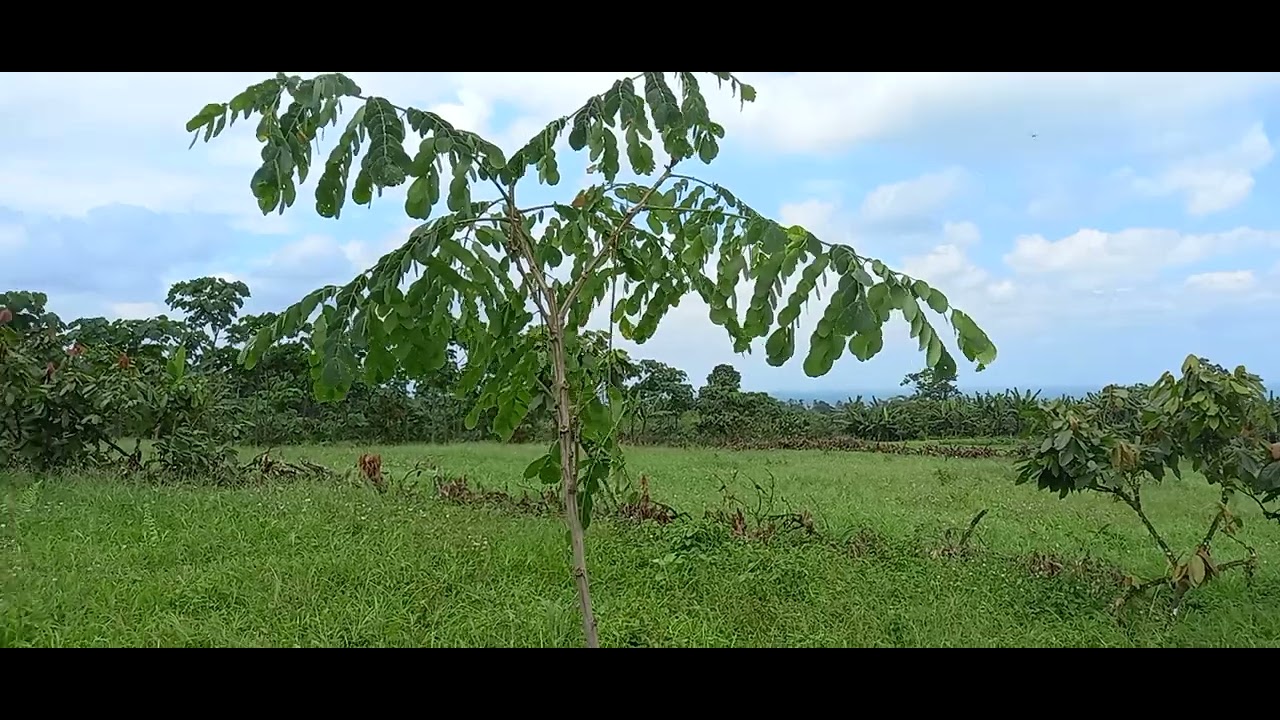 Siembra de un arbol de Saman que estuvo en maceta 4 a&ntilde;os