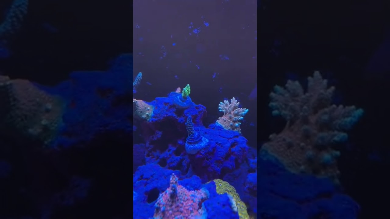 Update on reef tank