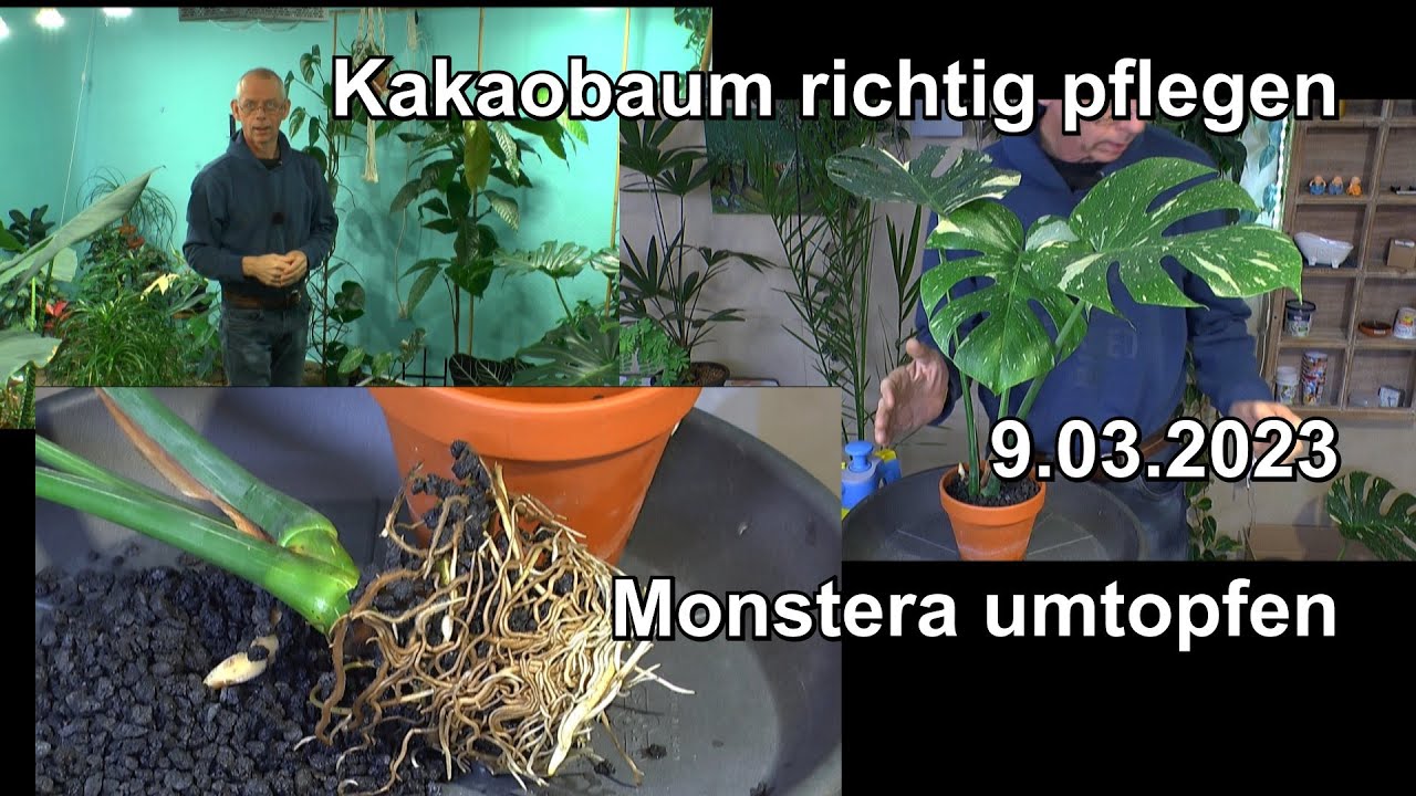 Kakaobaum richtig pflegen und umtopfen. Monstera Thai Constellation umtopfen. Orchidee in Holzkohle