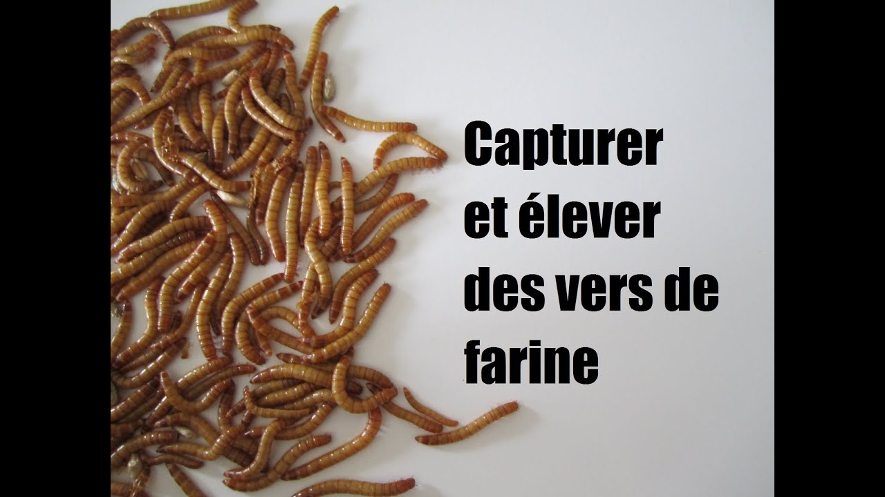Capturer et élever des vers de farine