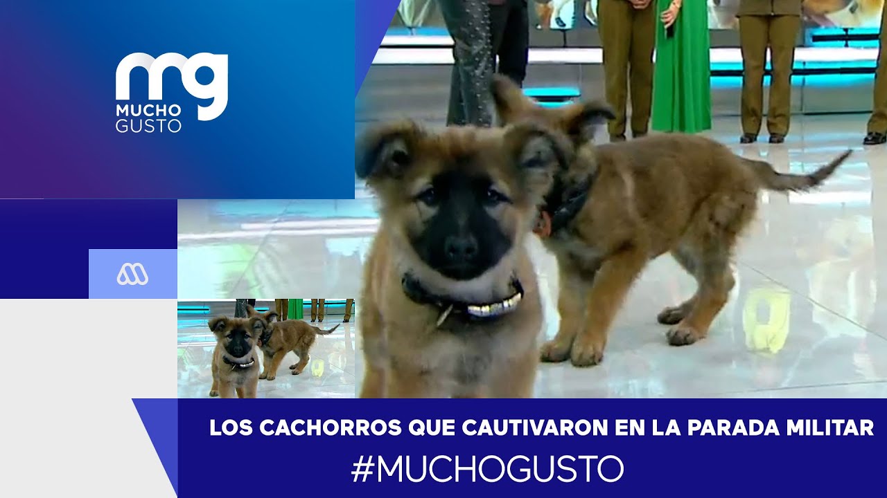 #MuchoGusto / Cachorros de Carabineros que cautivaron en la Parada Militar llegaron a MG