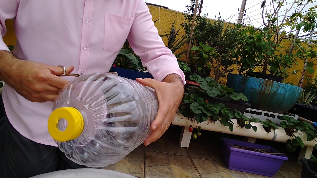 como plantar morango
