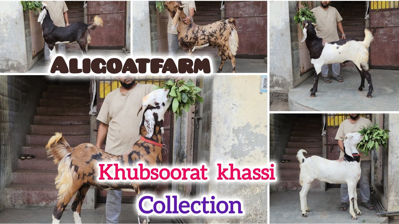 Khubsoorat khassi bakro ka Collection Available at Aligoatfarm #aligoatfarm #youtube #viralvideo 