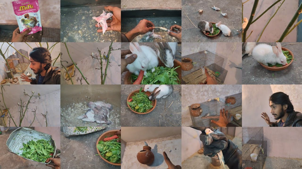 Female Budgies Ne Apne Bacchon Ko khilana Band kardiya Bacchon Ko hand Feed Karwayi 😥
