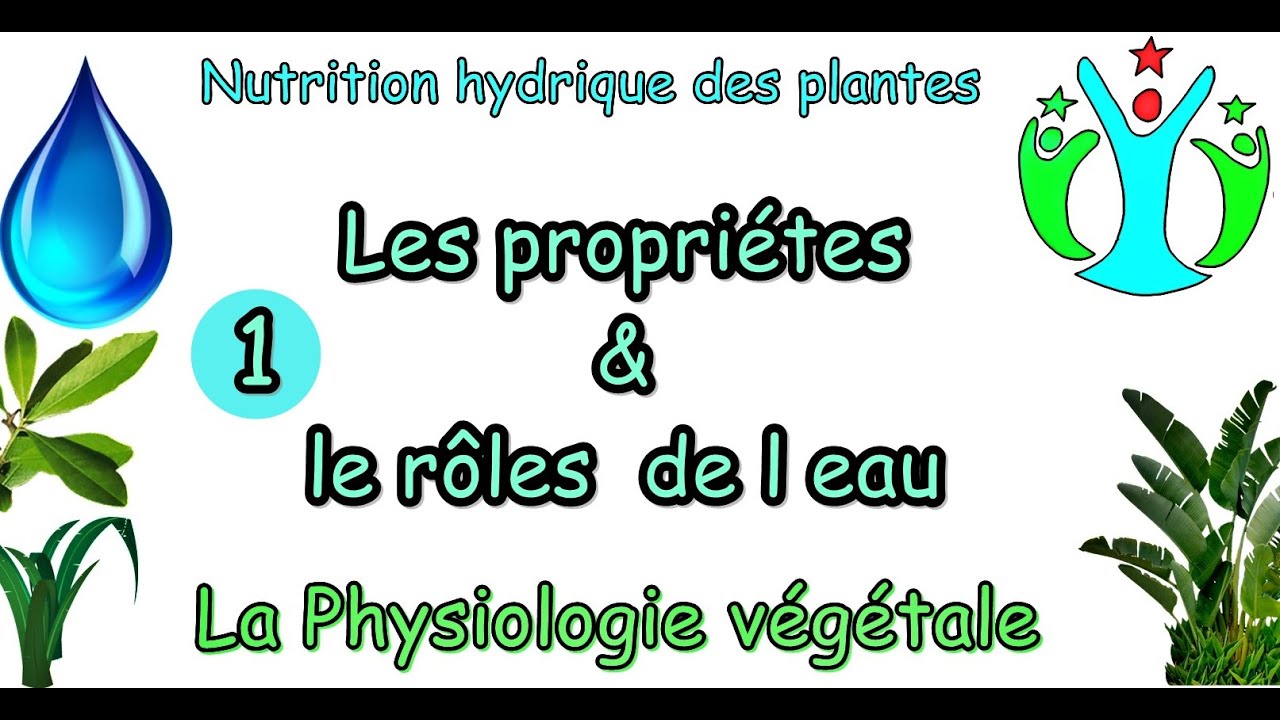 nutrition hydrique des plantes/ les propriétés et le rôle de l'eau /physiologie végétale (S4)