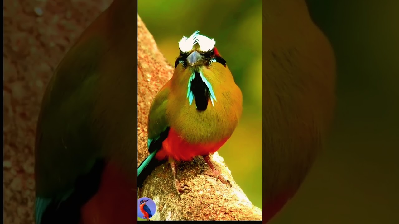 Birds of Paradise !!!!!