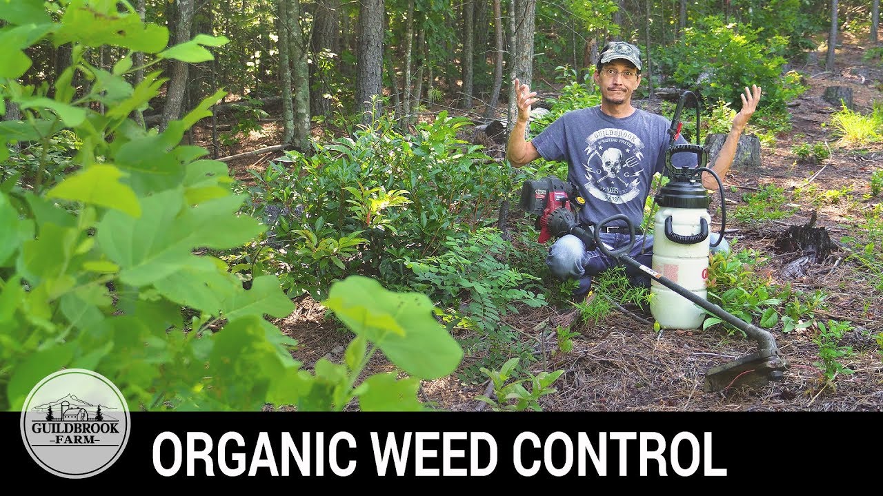 Killing the Weeds and NOT the Chickens! Glyphosate FREE Herbicide