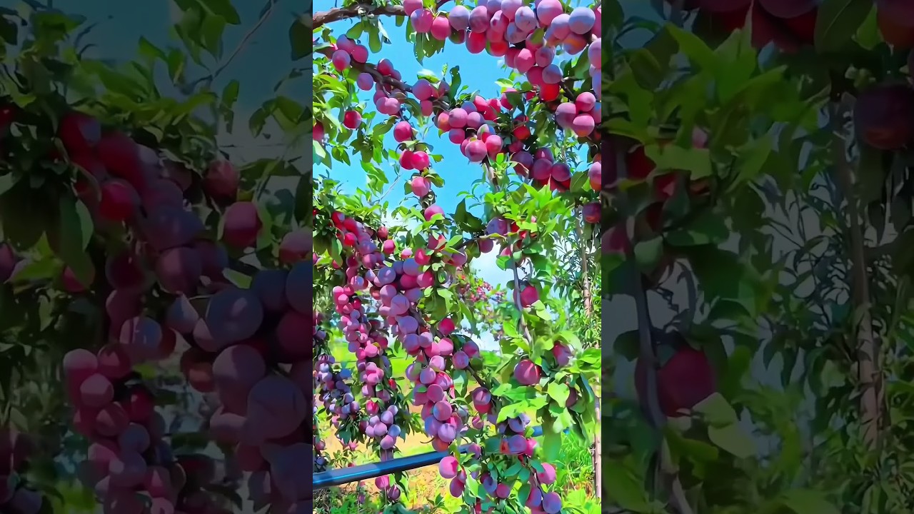 Plum fruit (aloo bukhara) #fruit #shortsfeed #fruitlovers #naturelovers #naturalvibes #shorts
