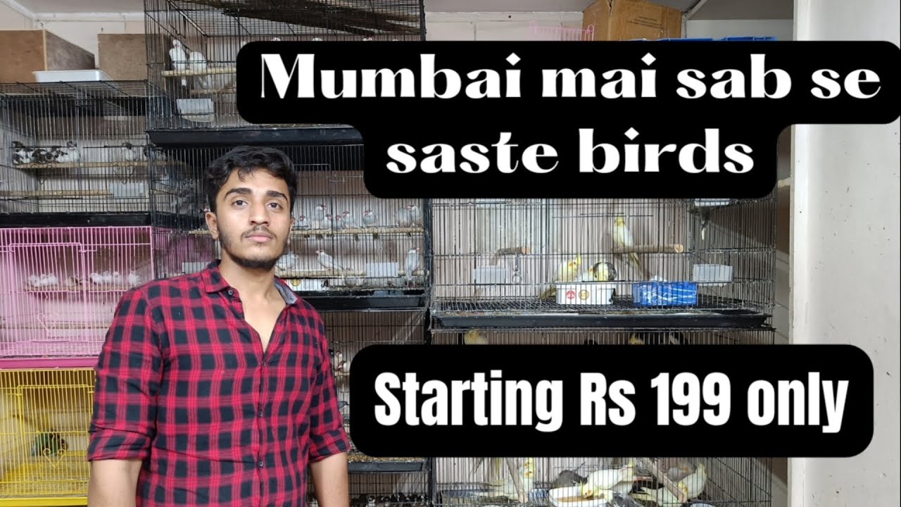 Sohail exotic bird's (mapple exotic)